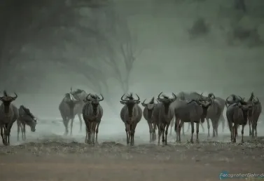 Bild: wieder die Bildunterzeile (Gnu's - Kalahari)