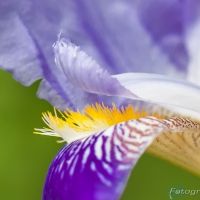 Bild: Makro Lilie (B4A5033.jpg)