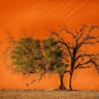 Bild: Sossusvlei Namibia (Sossusvlei Namibia)