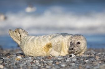 Bild: Kegelrobbe Helgoland (B4A1493.jpg)