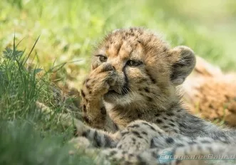 Bild: Gephard (Gephard)