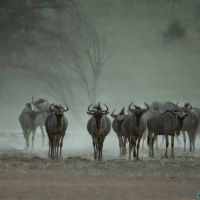Bild: Gnu's - Kalahari (318-Namibia-kala-gnu.jpg)