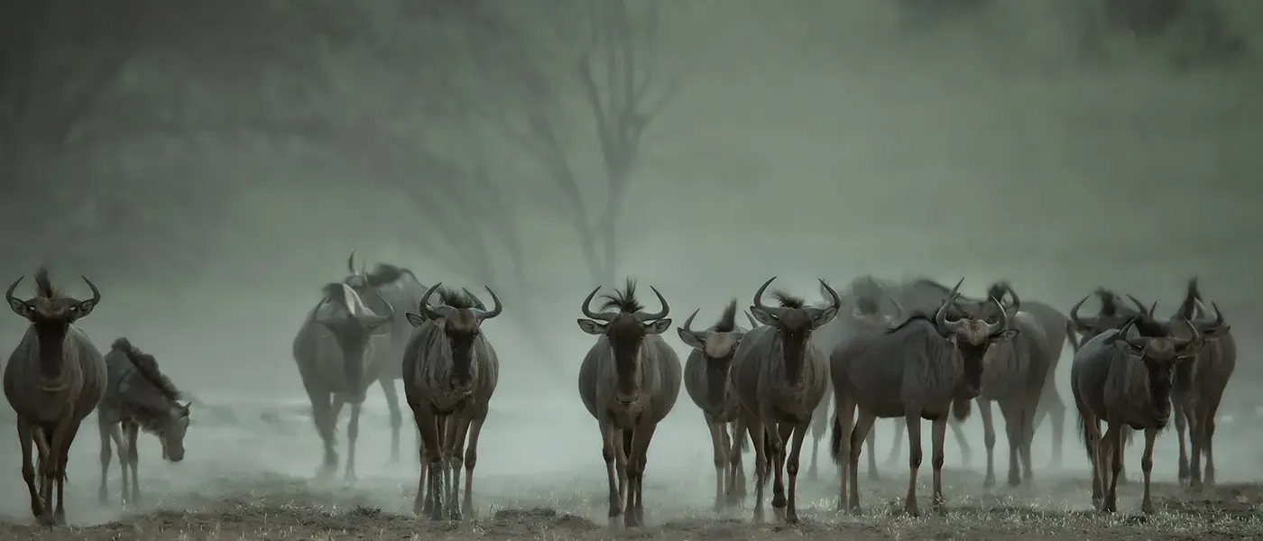 Gnu's - Kalahari (Gnu's - Kalahari)