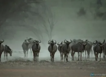 Bild: wieder die Bildunterzeile (Gnu's - Kalahari)
