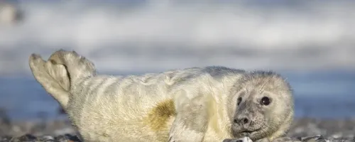  (Kegelrobbe Helgoland)