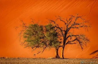 Bild: Bildunterzeile (Sossusvlei Namibia)