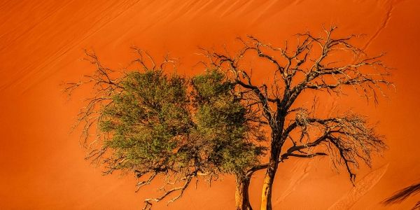 Bild: Bildunterzeile 3 (Sossusvlei Namibia) 