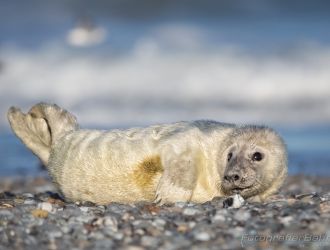 Bild: Kegelrobbe Helgoland (B4A1493.jpg)