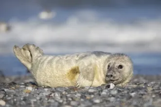Bild: Kegelrobbe Helgoland (Kegelrobbe Helgoland)
