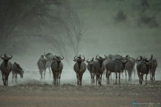 Bild: Gnu's - Kalahari (318-Namibia-kala-gnu.jpg) 