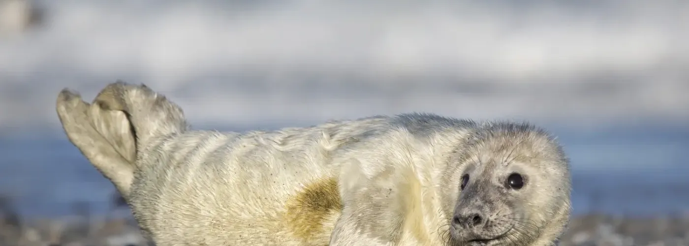 Kegelrobbe Helgoland