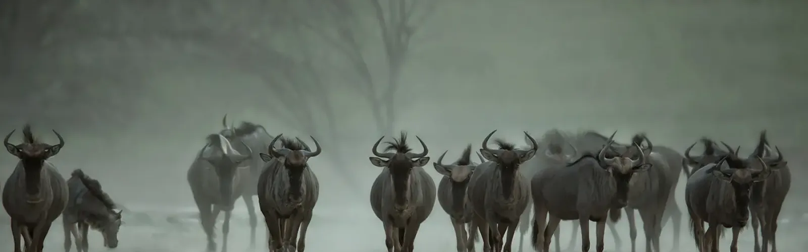 Bild: Effekt Fade, Autostart (Gnu's - Kalahari)