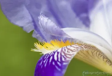 Bild: Bildunterzeile (Makro Lilie)