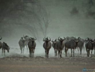 Bild: Gnu's - Kalahari (318-Namibia-kala-gnu.jpg)
