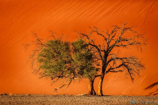 Bild:  (Sossusvlei Namibia) 