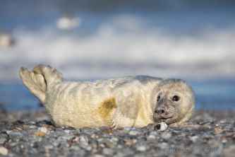 Bild: Kegelrobbe Helgoland (B4A1493.jpg) 