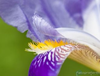 Bild: Makro Lilie (B4A5033.jpg)