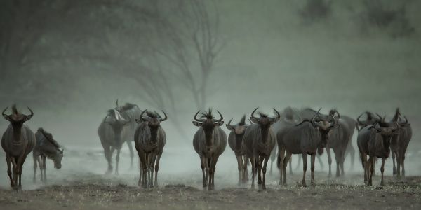Bild: Bildunterzeile 2 (318-Namibia-kala-gnu.jpg) 
