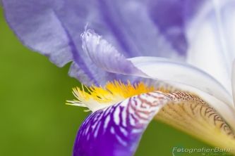 Bild: Makro Lilie (B4A5033.jpg) 