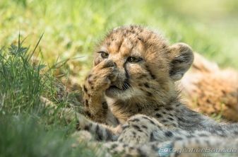 Bild: Gephard (Allwetterzoo-gepard01.jpg)