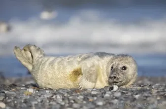 Bild: Kegelrobbe Helgoland (Kegelrobbe Helgoland)