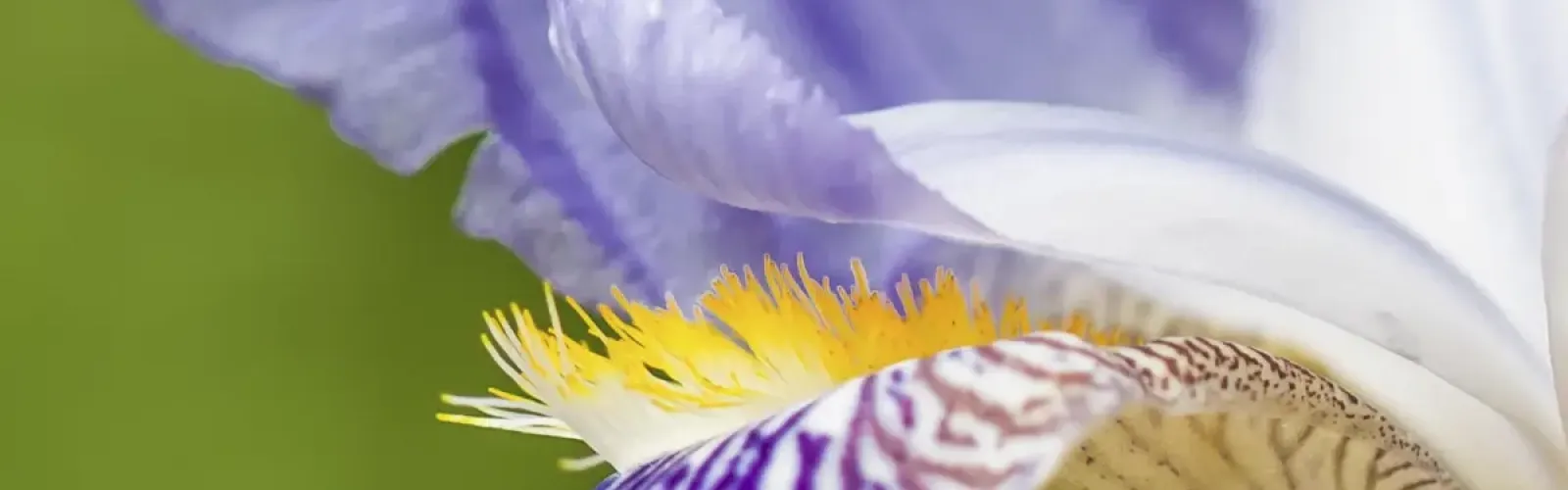 Bild: Makro Lilie (Makro Lilie)