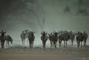 Bild: wieder die Bildunterzeile (Gnu's - Kalahari)