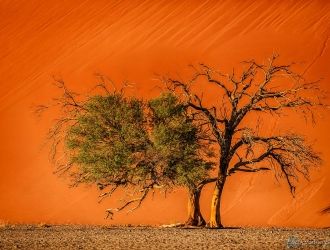 Bild: Sossusvlei Namibia (Sossusvlei Namibia)