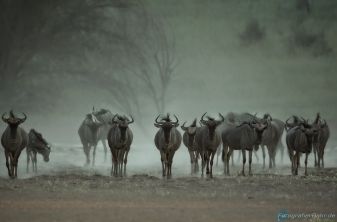Bild: Gnu's - Kalahari (318-Namibia-kala-gnu.jpg)