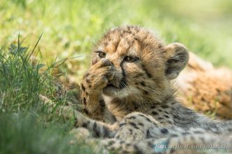 Bild: Gephard (Allwetterzoo-gepard01.jpg) 