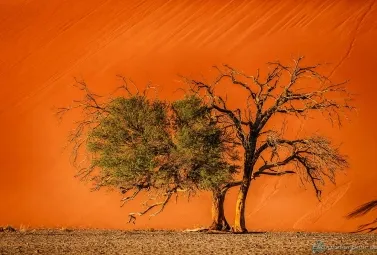 Bild: Bildunterzeile als Titel (Sossusvlei Namibia)