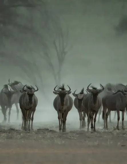 Bild: Audi A6 (Gnu's - Kalahari) 