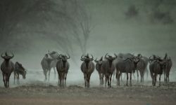 318-Namibia-kala-gnu.jpg