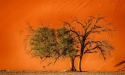 303-Namibia-sossusvlei.webp