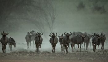 {IMAGE_CAPTION} / 318-Namibia-kala-gnu.jpg 