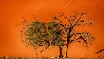 303-Namibia-sossusvlei.webp 