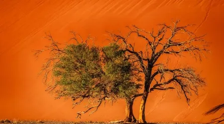 303-Namibia-sossusvlei.webp