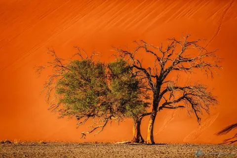 303-Namibia-sossusvlei.webp